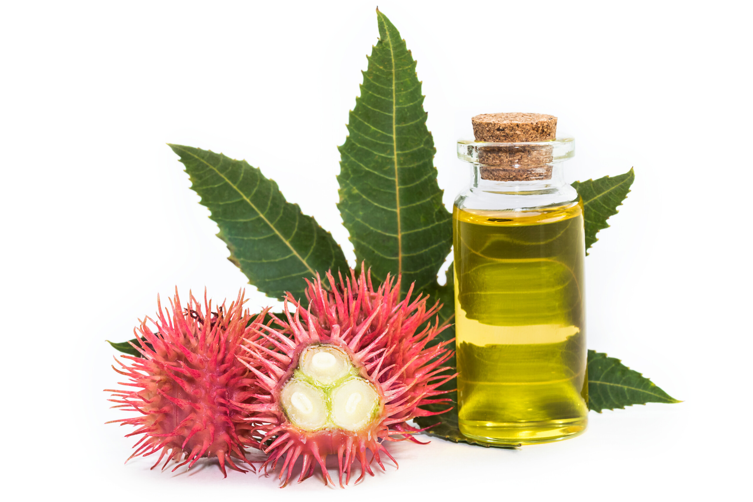 castor_oil_plant_white_background